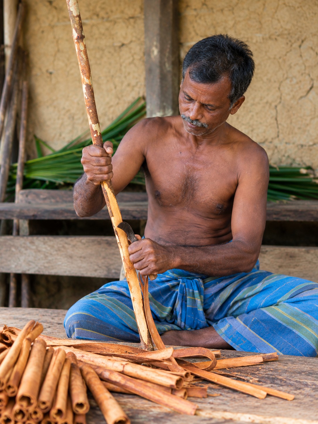 A cinnamon peeler in Sri Lanka stripping the bark from a cinnamon stick, with rolled quills in front